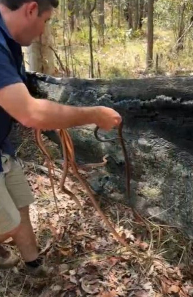 
        В крыше дома в Австралии нашли множество змей    