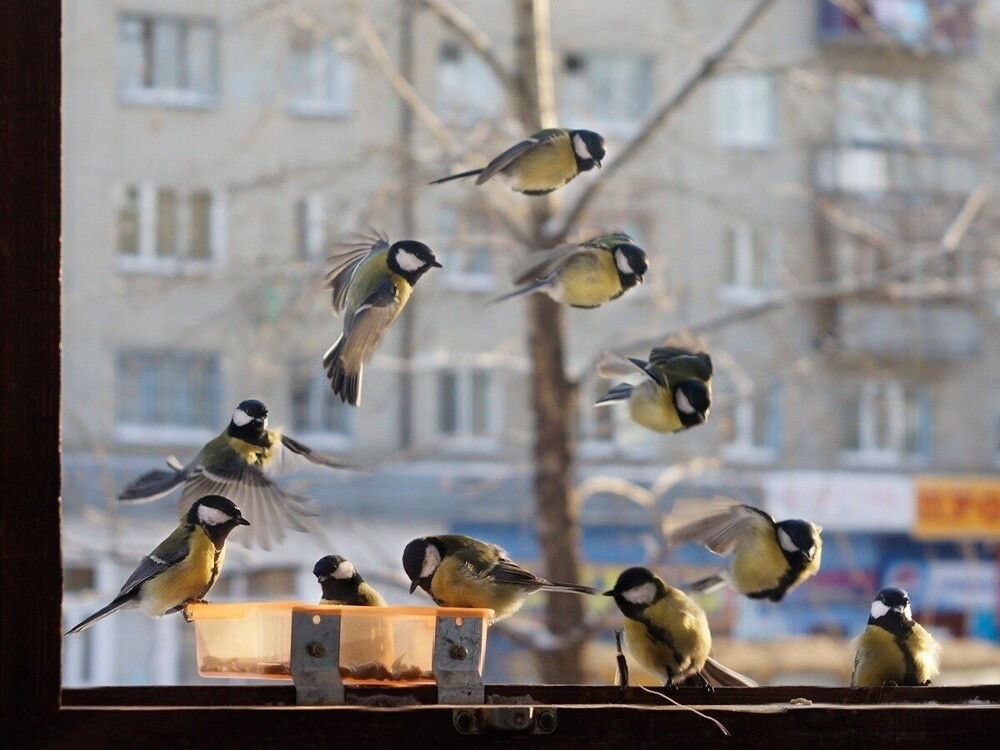 
        Душевная магия пернатых    