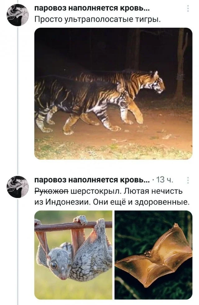 Необычные представители животного мира⁠⁠