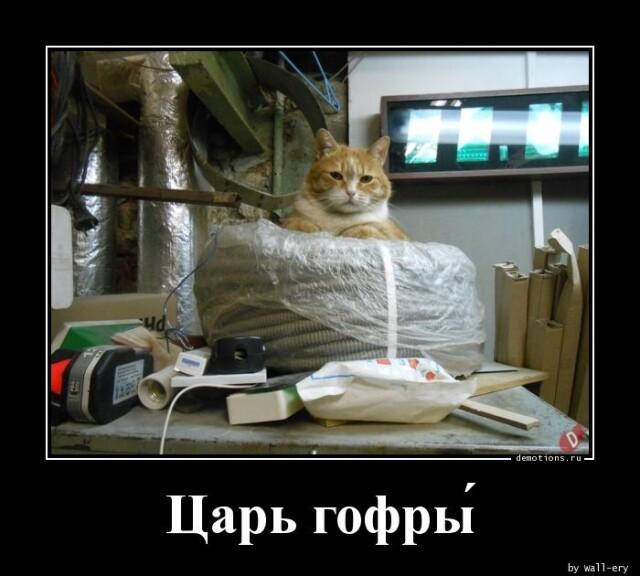 
			Демотиваторы №3255 (17 фото)