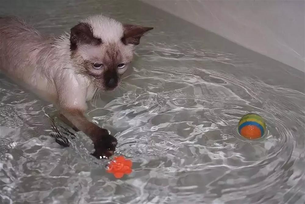 Водяные котики