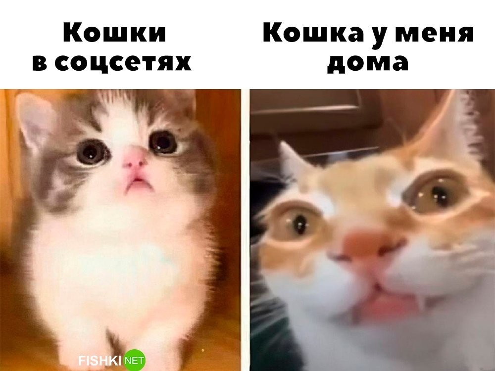 
        Кошки в соцсетях и дома    