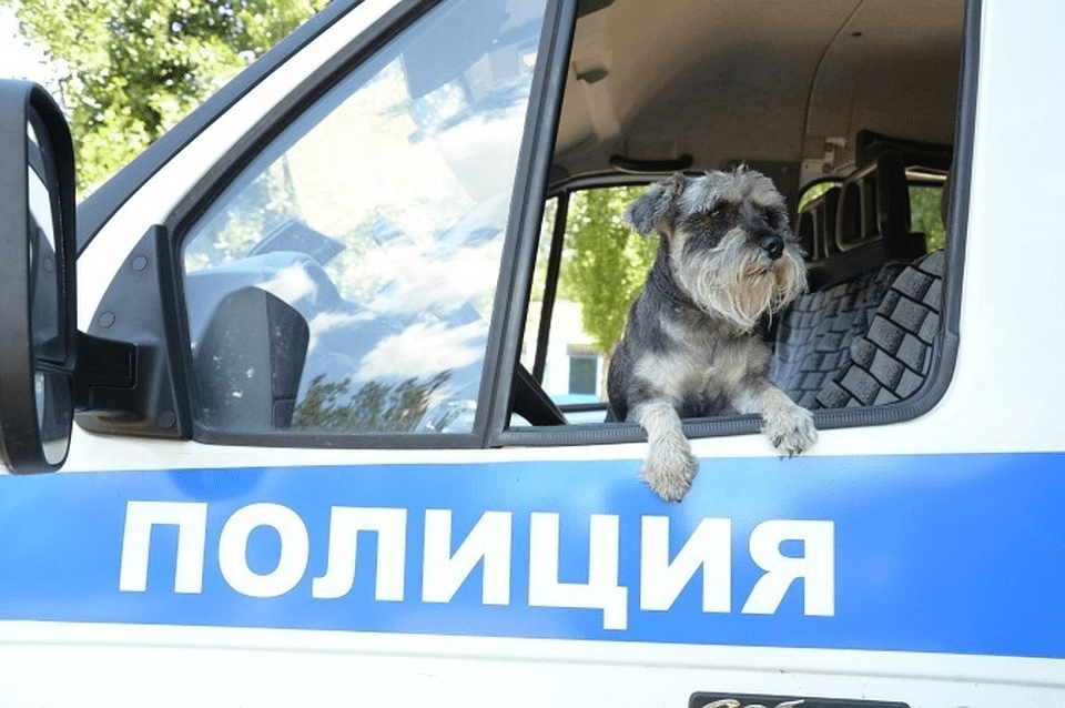 
        Цвергшнауцер: самая маленькая служебная собака в мире    