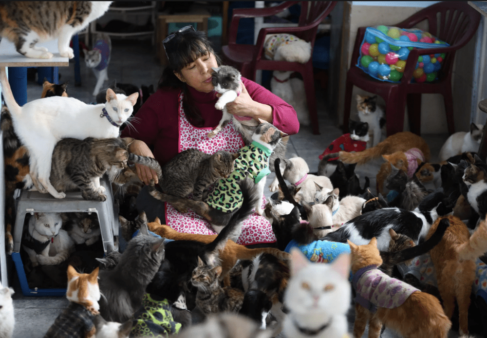 
        Кошки больше не вне закона в Сингапуре    