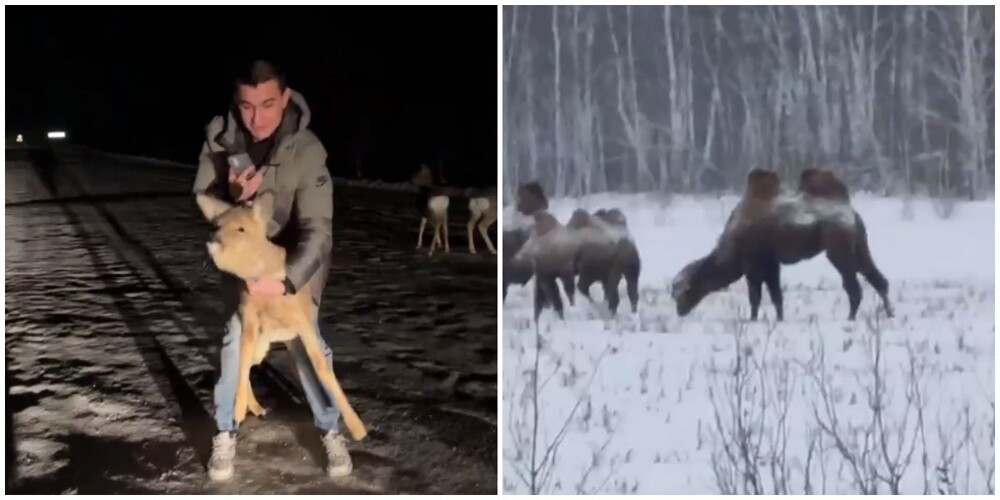 
        На трассах Омской области разгуливают косули, в снежных поля пасутся верблюды    