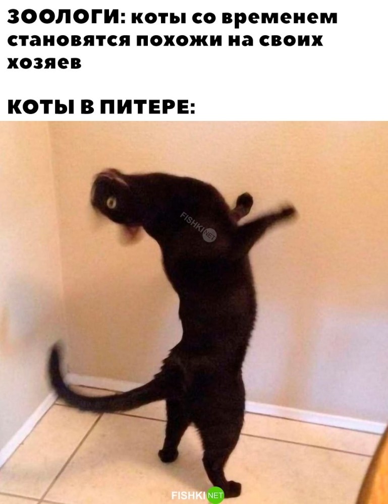 Питерские коты - HaHaLand -развлекательный портал хорошего настроения