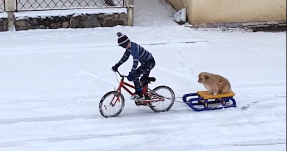 
        Сами с усами сели на сани    