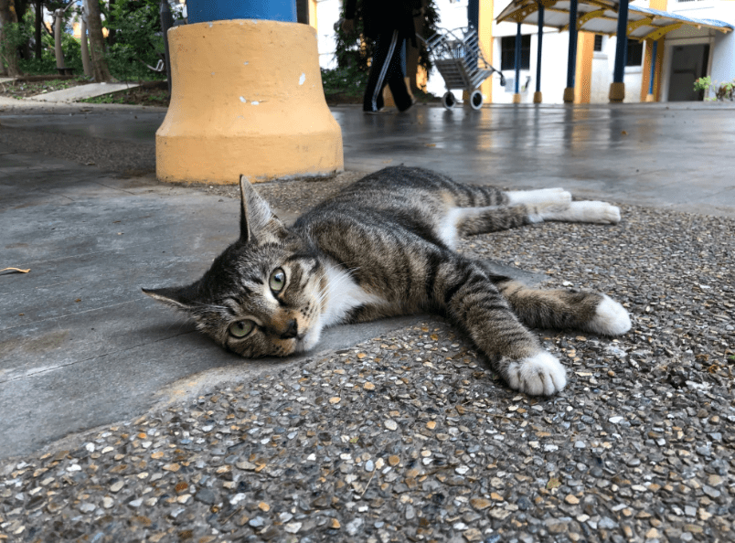 
        Кошки больше не вне закона в Сингапуре    