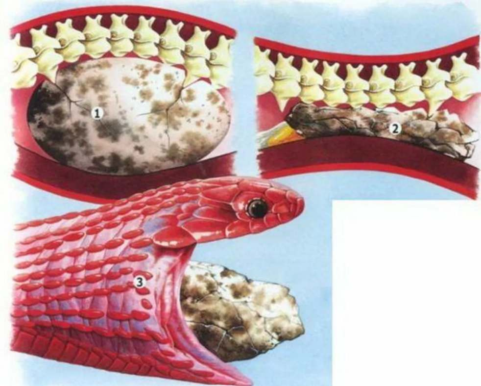 
        Яичная змея: ради пищи экстремально растягивает глотку и отрастила «зубы» на позвоночнике    