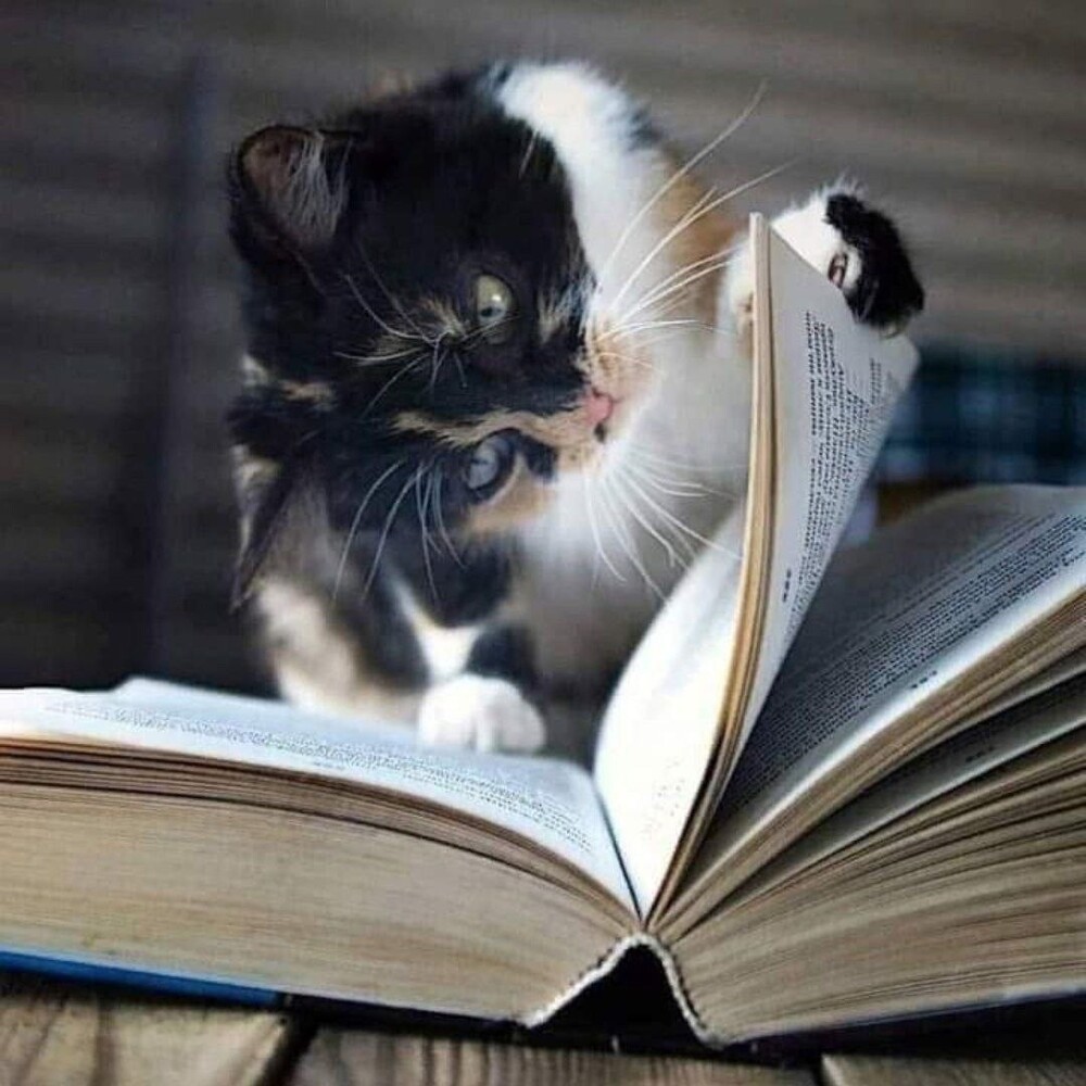 
        Коты-книгочеи    