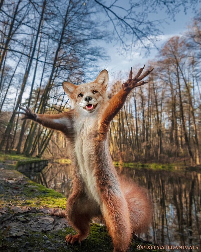 
        30 фотоманипуляций с животными, которые ломают мозг    