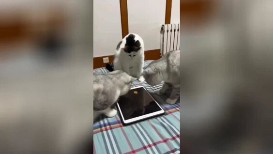 
        Домашняя рыбалка котиков на планшете    