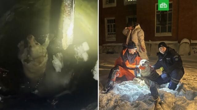 
        Подмосковные спасатели достали лабрадора, провалившегося в люк с ледяной водой    