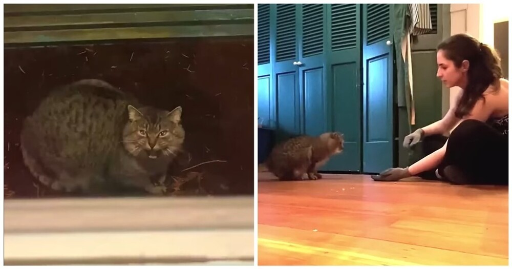 Ресторан хорошая девочка малая бронная дом 10. Ресторан хорошая девочка патриаршие пруды. Ресторанъ русский ресторан. Хорошая девочка ресторан меню. Ресторан хорошая девочка малая бронная дом 10.