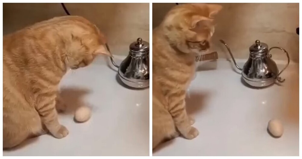 
        Напряжённый поединок кота и яйца    