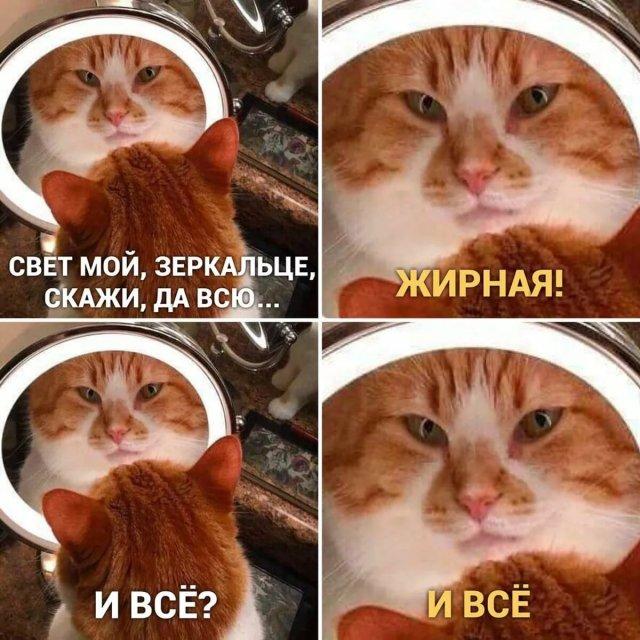 Мемы с котами