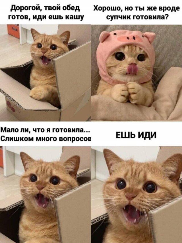 Мемы с котами