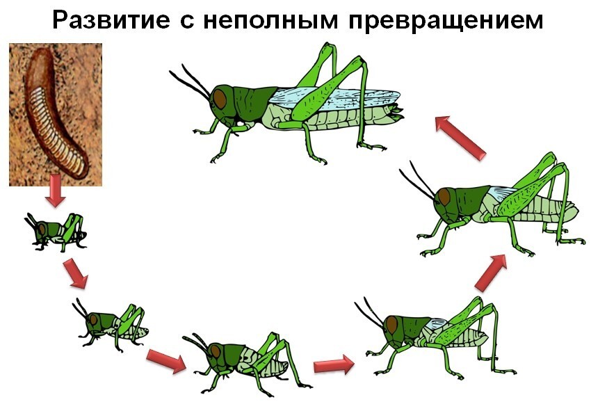 
        Циклы развития насекомых    