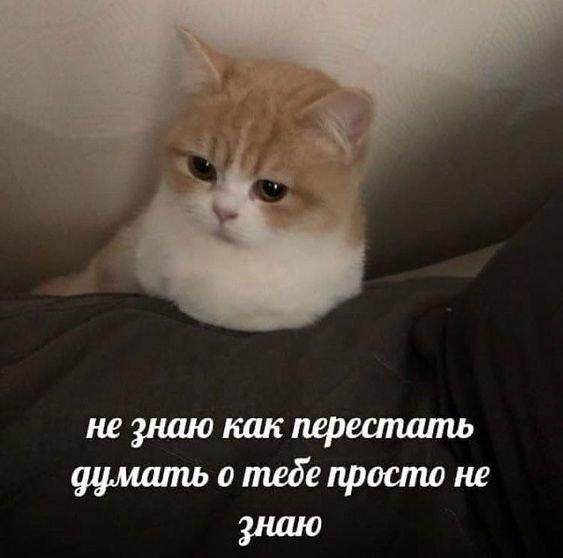 Мемы с котами