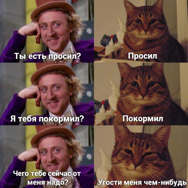 Мемы с котами