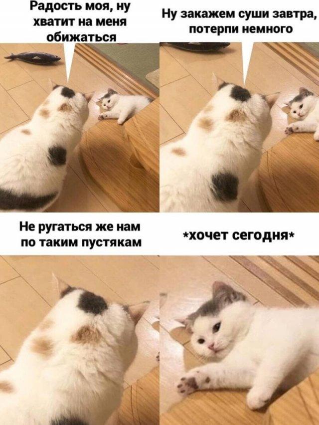 Мемы с котами