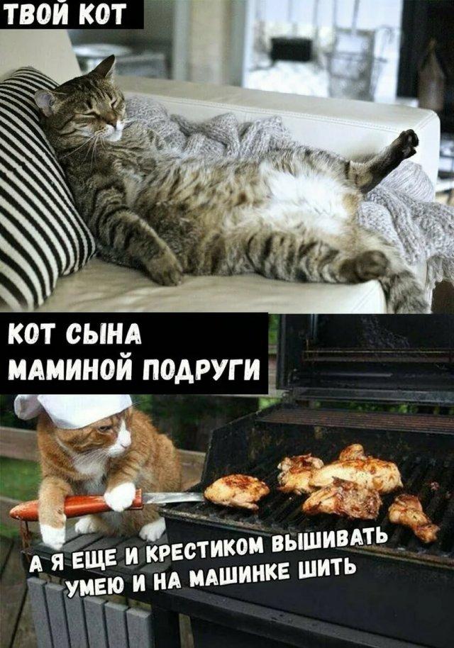 Мемы с котами