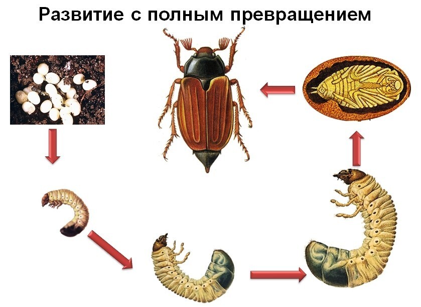 
        Циклы развития насекомых    