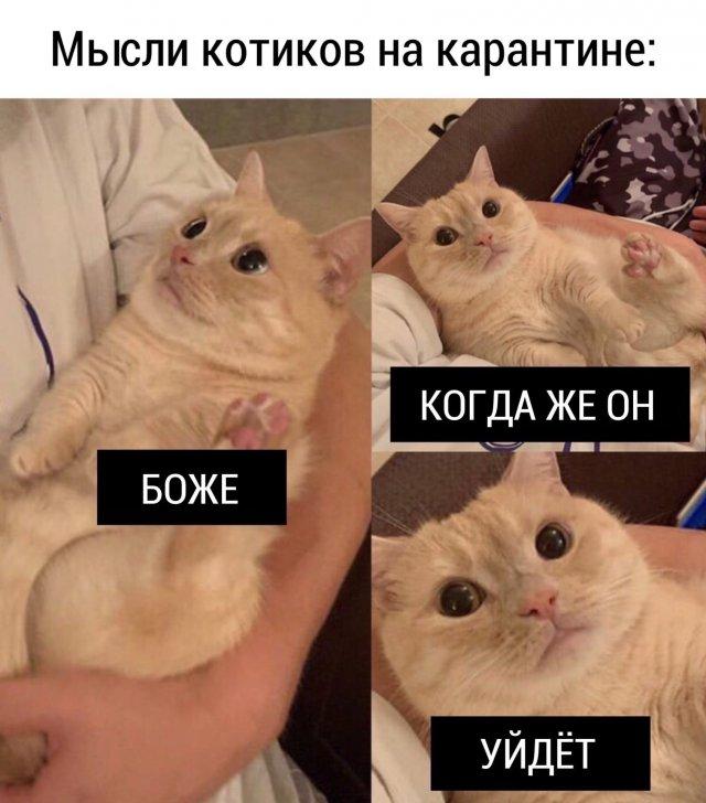 Мемы с котами