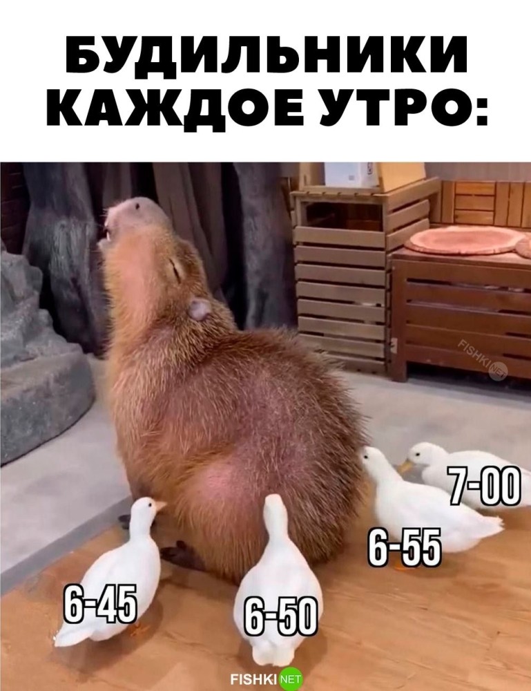 
        Утренние будильники    