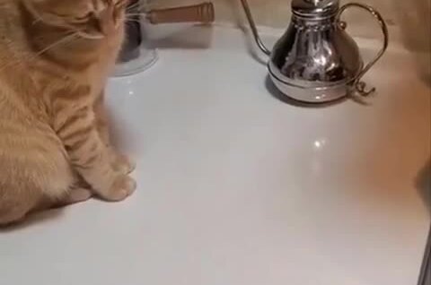 
        Напряжённый поединок кота и яйца    