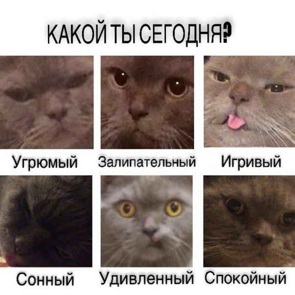 Мемы с котами