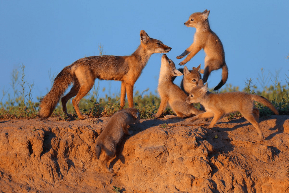 
        Корсак: лисица Великой степи    