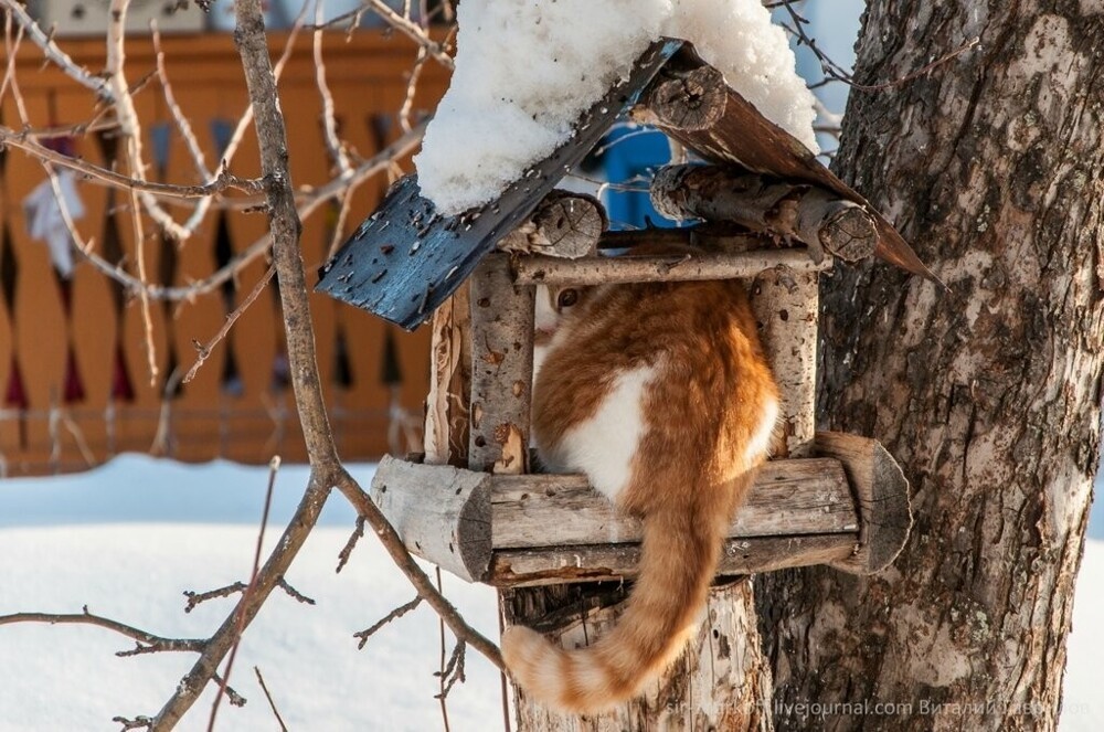 
        Кормушки для особенных птичек    