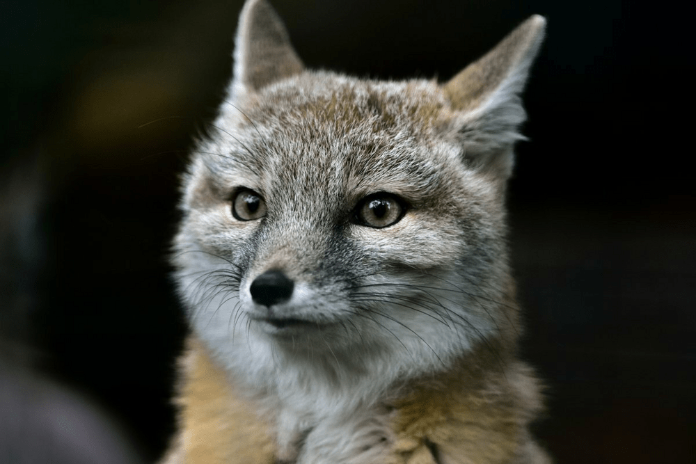 
        Корсак: лисица Великой степи    