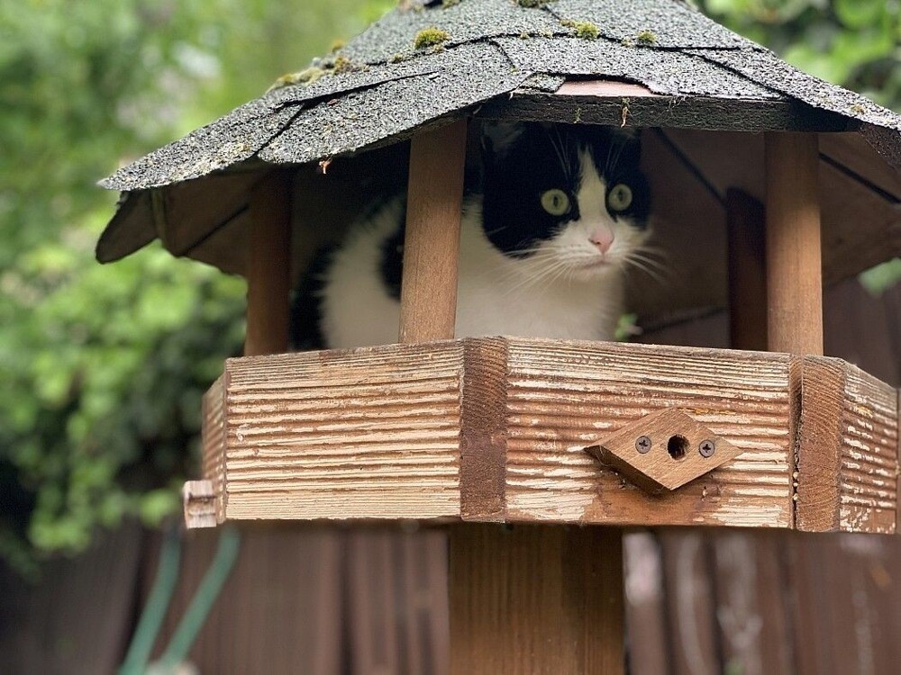 
        Кормушки для особенных птичек    