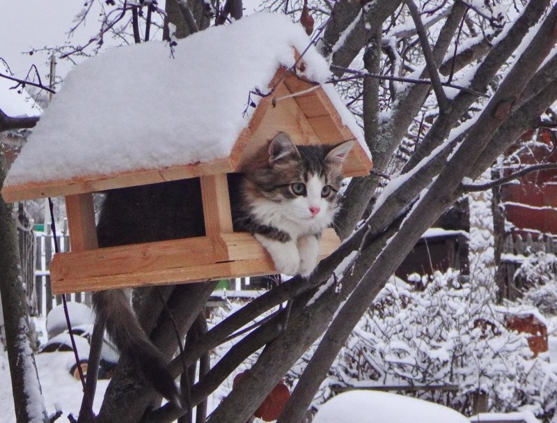 
        Кормушки для особенных птичек    