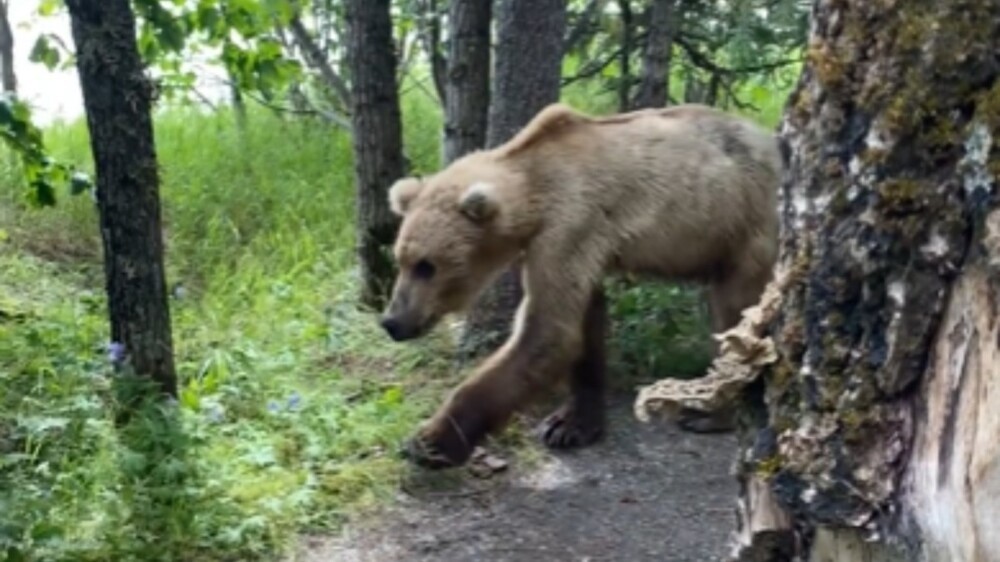 
        Турист повстречался с медведем возле своей палатки    