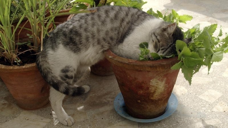 
        Цветы, которые всегда с тобой    