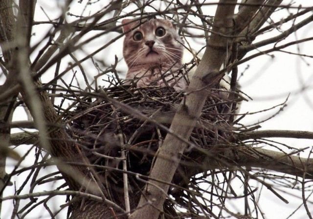 Весна пришла - коты гнездятся (15 фото)