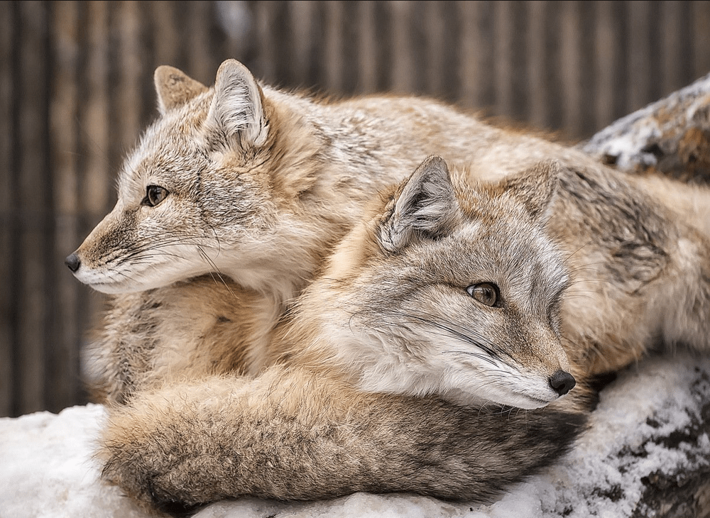 
        Корсак: лисица Великой степи    