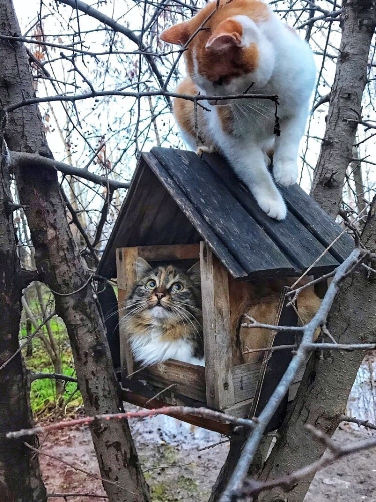 
        Кормушки для особенных птичек    