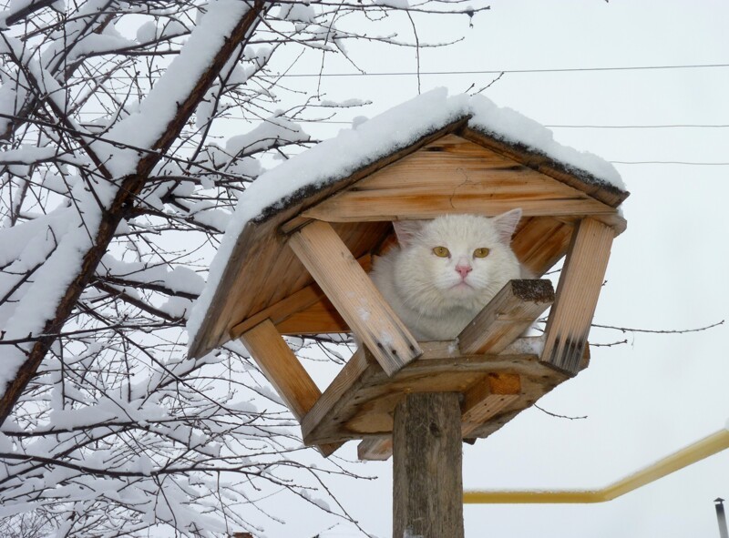 
        Кормушки для особенных птичек    