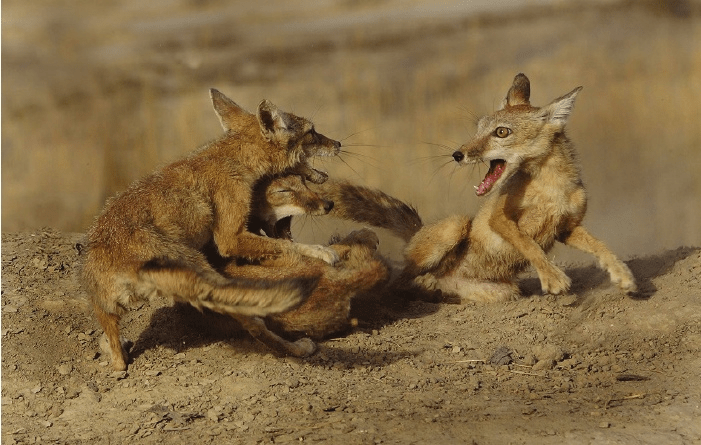 
        Корсак: лисица Великой степи    