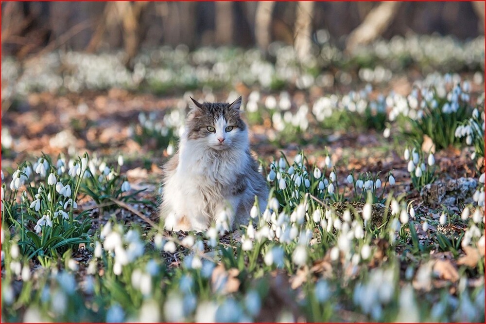 
        Весенние котики    