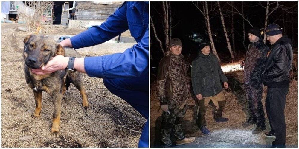 
        Собака спасла маленького мальчика, который провел в лесу в Приморье всю ночь    