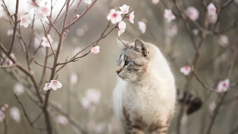 
        Весенние котики    