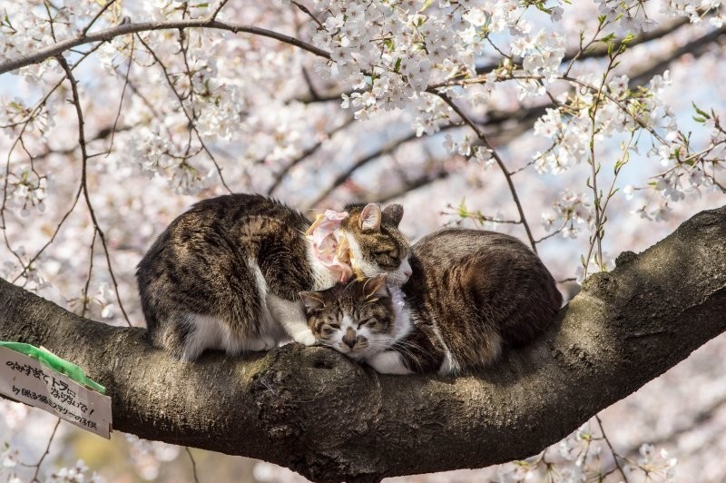 
        Весенние котики    