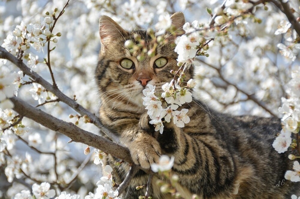 
        Весенние котики    