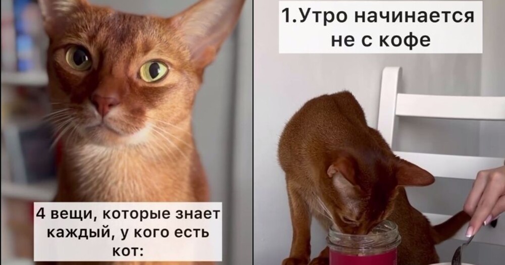 
        4 вещи, которые знает каждый, у кого есть кот    