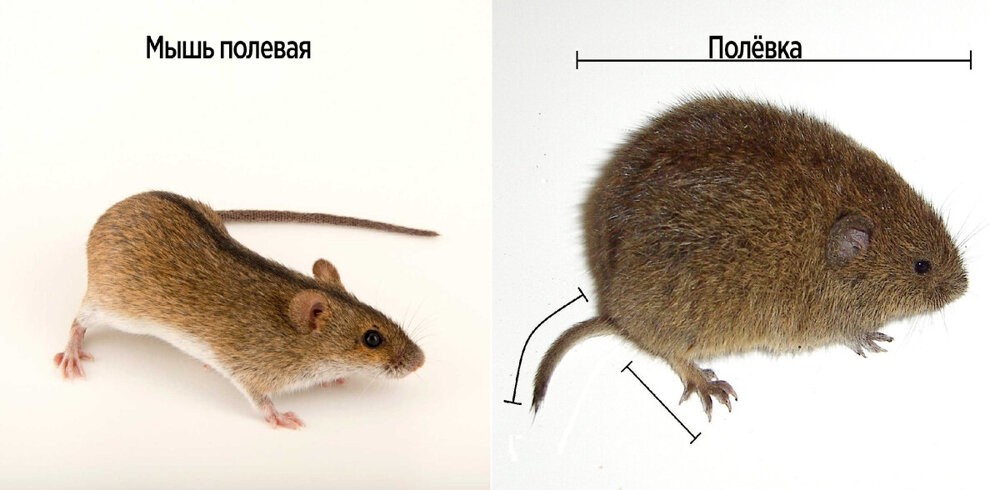 
        Мышь-полёвка: не имеет никакого отношения к мышам. Кто же это тогда?    